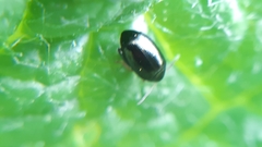 Psylliodes chalcomera