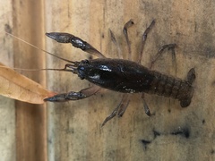 Fallicambarus wallsi