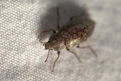 Epitragodes tomentosus