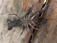 Fallicambarus wallsi