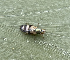 Chaetopsis massyla