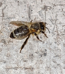 Apis mellifera