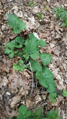 Arctium tomentosum