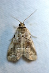 Hyperstrotia aetheria