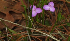 Callisia graminea