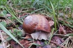 Helix pomatia