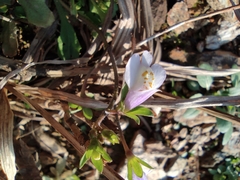 Mazus miquelii