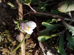 Mazus miquelii