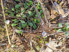 Mazus miquelii