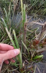 Typha shuttleworthii