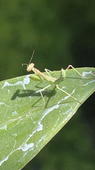 Eumantodea