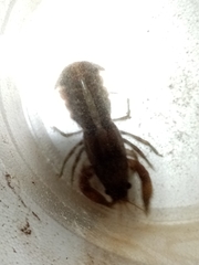 Cambarellus montezumae