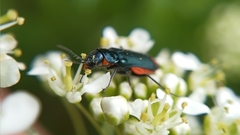 Haplomalachius flabellatus