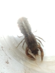 Cambarellus montezumae