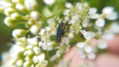 Haplomalachius flabellatus