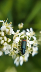 Haplomalachius flabellatus