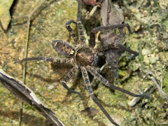 Heteropoda amphora