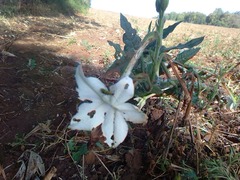 Nicotiana alata