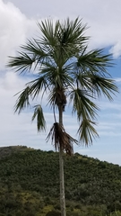 Coccothrinax fragrans