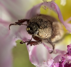 Hoplia dispar