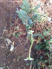 Nicotiana alata