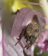 Hoplia dispar
