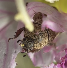 Hoplia dispar
