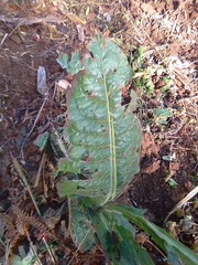 Nicotiana alata