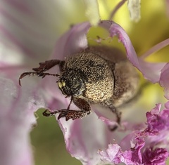 Hoplia dispar