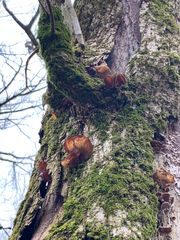 Auricularia angiospermarum