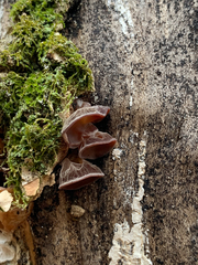 Auricularia angiospermarum