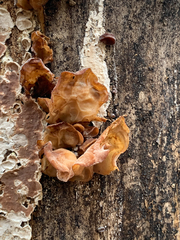 Auricularia angiospermarum