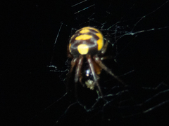 Araneus ejusmodi
