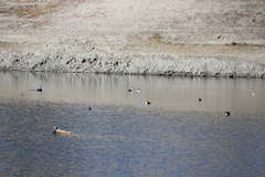 Aechmophorus clarkii