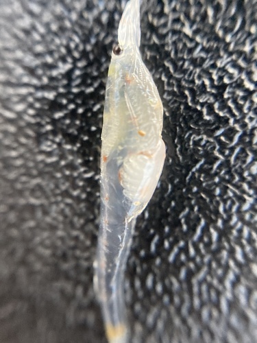 Representative image of Gastrosaccus