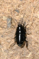 Phyllodromica