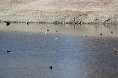 Aechmophorus clarkii