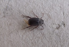 Maladera holosericea