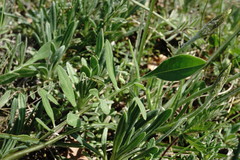 Centaurea orientalis