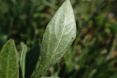 Centaurea orientalis