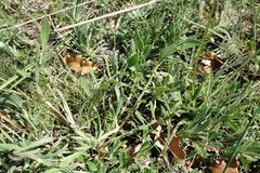 Centaurea orientalis