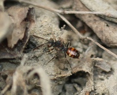 Nomada flavoguttata