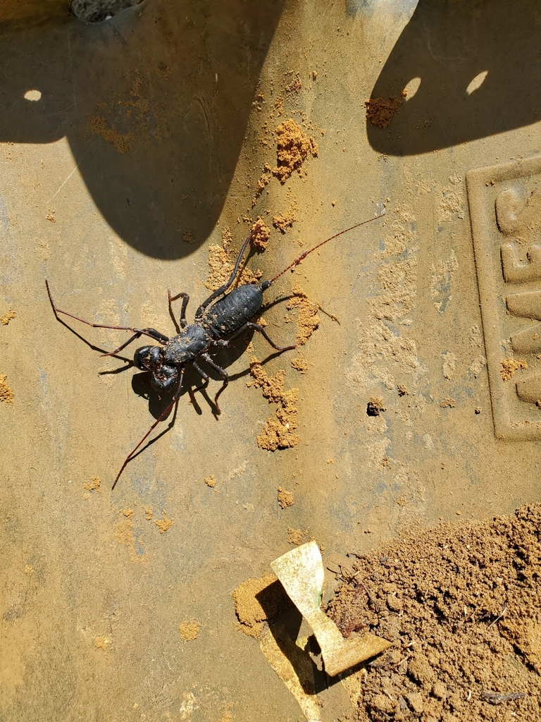 Florida vinegaroon from Crystal River, FL 34428, USA on May 04, 2021 at