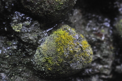 Polycauliona stellata