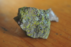 Polycauliona stellata