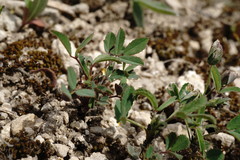 Trigonella spicata