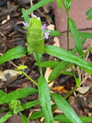 Yeatesia platystegia