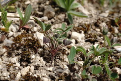 Trigonella spicata