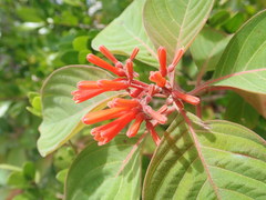 Hamelia patens image