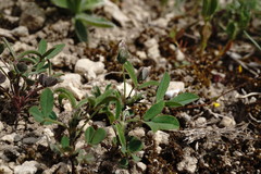 Trigonella spicata